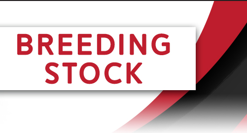 Breeding Stock